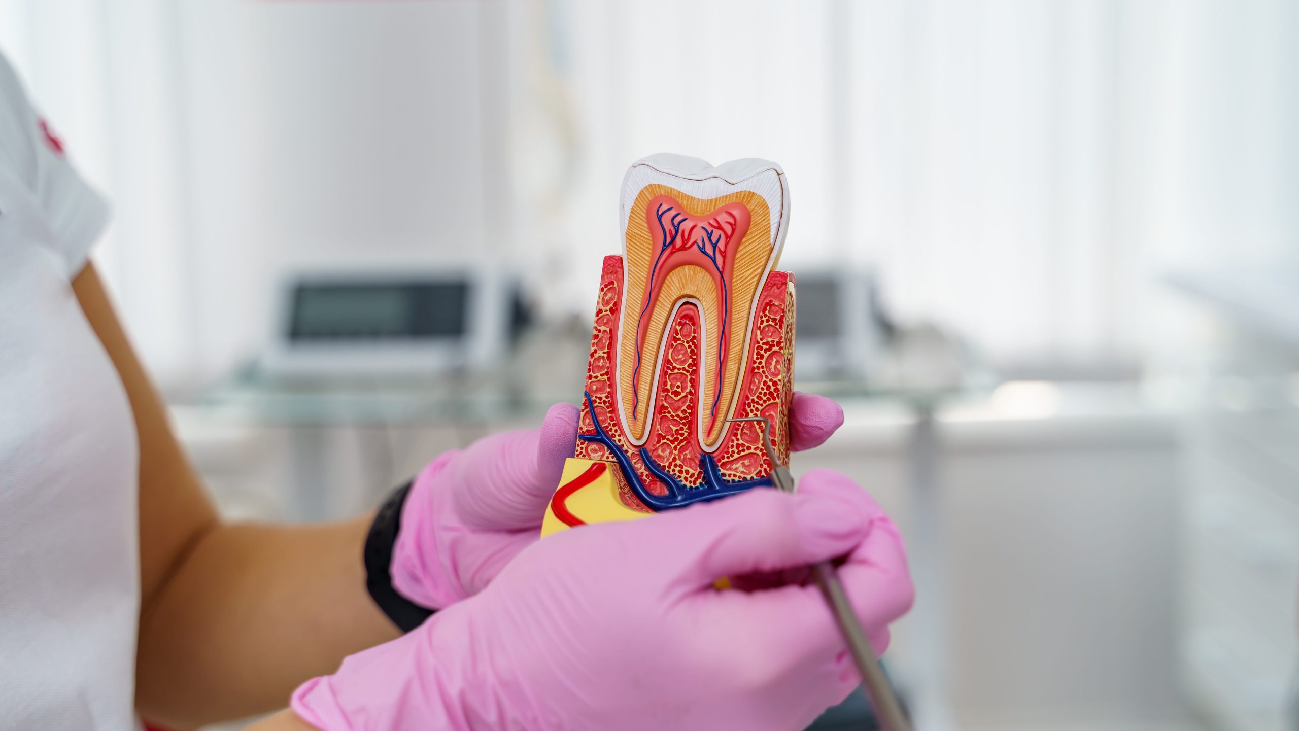 Dentist holding educational model of tooth and professional tool. Closeup