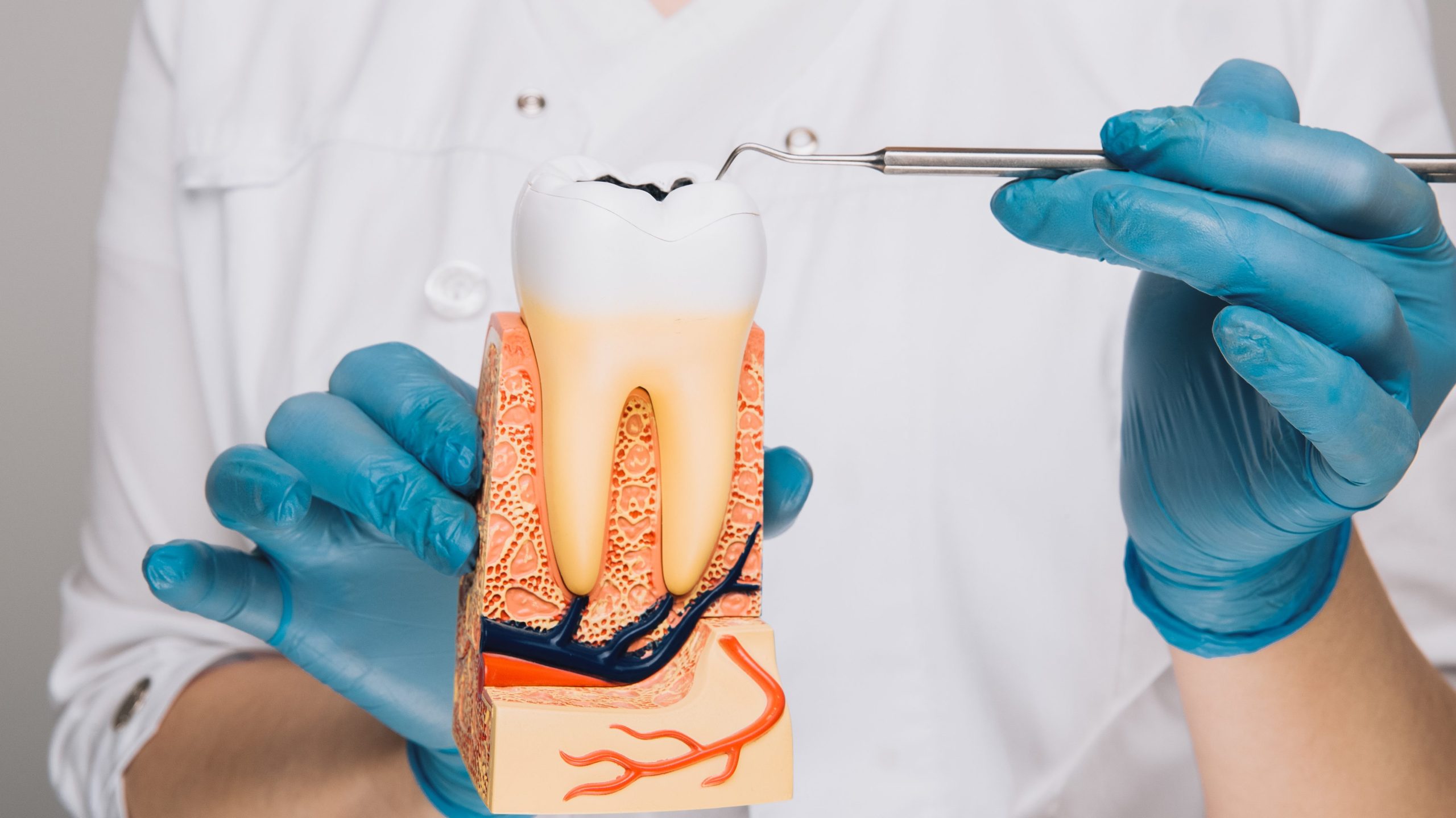 Female dentist with tooth model showing how to brush teeth.