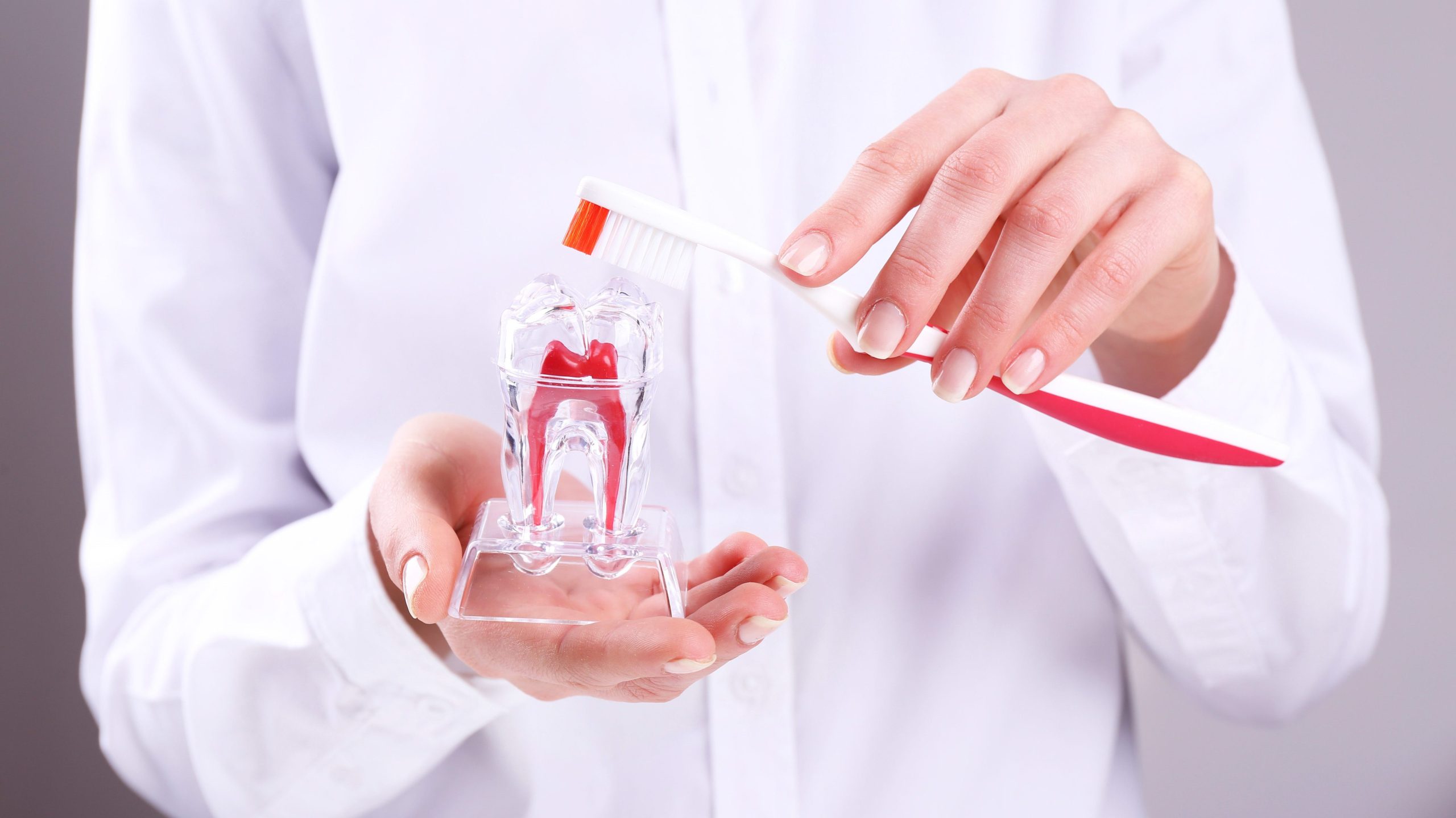 Female hand holding dental model with toothbrush, closeup